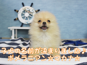 新しい仲間が増えました！